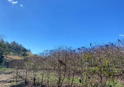 Fen&ocirc;meno clim&aacute;tico registrado no &uacute;ltimo domingo preocupa produtores e pode impactar safra