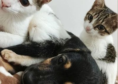 A&ccedil;&atilde;o ser&aacute; realizada das 8h30 &agrave;s 13h e busca encontrar lares respons&aacute;veis para c&atilde;es e gatos acolhidos pela entidade.