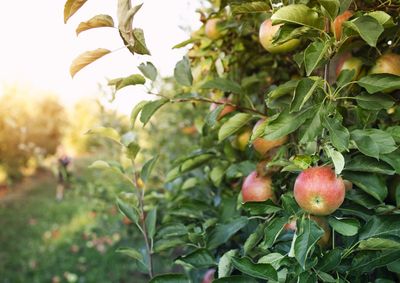 Sele&ccedil;&atilde;o acontece na sexta-feira (3), &agrave;s 8h30, para homens interessados em trabalhar na poda e em atividades nos pomares da Agr&iacute;cola Fraiburgo.
