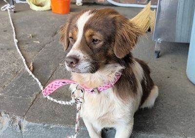 Animal apareceu no estabelecimento usando coleira rosa, est&aacute; bem cuidado e permanece sob os cuidados dos funcion&aacute;rios.