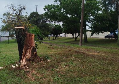 Chuva forte e rajadas de vento derrubaram &aacute;rvores e galhos em vias urbanas e rodovias; equipes atuaram durante a madrugada para liberar acessos.