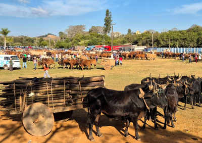 Shows, rodeio, torneio leiteiro, desfiles, leil&atilde;o e atra&ccedil;&otilde;es para toda a fam&iacute;lia movimentam Ibertioga entre os dias 16 e 19 de julho