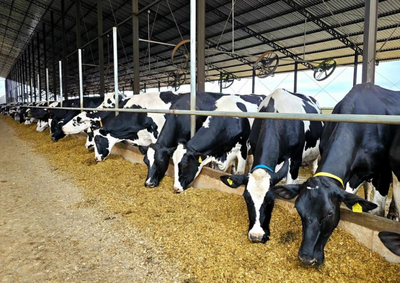 Cerca de 30 t&eacute;cnicas e t&eacute;cnicos do Sistema Faemg Senar conheceram uma propriedade refer&ecirc;ncia em Ibertioga e participaram de capacita&ccedil;&atilde;o sobre gado de leite
