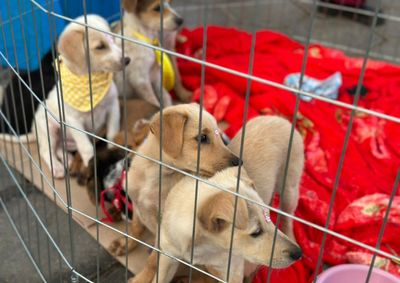 A a&ccedil;&atilde;o tem como objetivo encontrar um novo lar para c&atilde;es resgatados, incentivando a ado&ccedil;&atilde;o respons&aacute;vel.