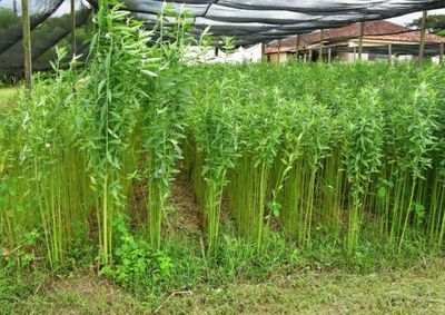Evento promovido pela Emater reunir&aacute; produtores de Taquara, Tr&ecirc;s Coroas e Parob&eacute; nesta quinta-feira (6).