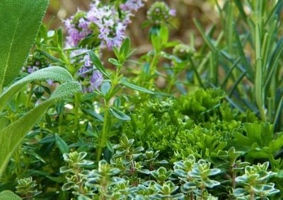 Evento em 18 de novembro promover&aacute; a troca de experi&ecirc;ncias sobre plantas medicinais, fitoter&aacute;picos e pr&aacute;ticas integrativas na sa&uacute;de p&uacute;blica.