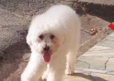 A tutora do animal pede que se algu&eacute;m tenha o visto ou encontrado, entre em contato pelo n&uacute;mero (31) 98843-8308