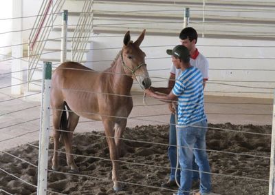 Ser&atilde;o ofertados cursos de Forma&ccedil;&atilde;o Profissional Rural (FPR) e Promo&ccedil;&atilde;o Social (PS) na pr&oacute;xima segunda-feira (23). Confira os cursos em destaque