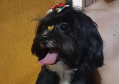 A tutora do animal, Rosi Oliveira, est&aacute; procurando a Pandora. O contato deve ser feito pelo n&uacute;mero (31) 98735-8298