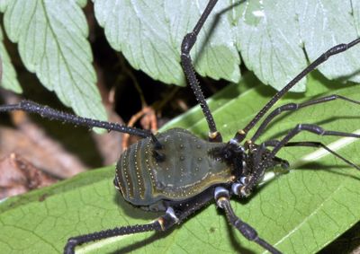 Descoberta na Reserva Biol&oacute;gica da Mata Escura faz parte de acordo estabelecido entre a Vale e o Instituto Chico Mendes de Conserva&ccedil;&atilde;o da Biodiversidade