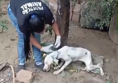 Animal foi encontrado amarrado, desnutrido, com ferimentos e suspeita de cinomose