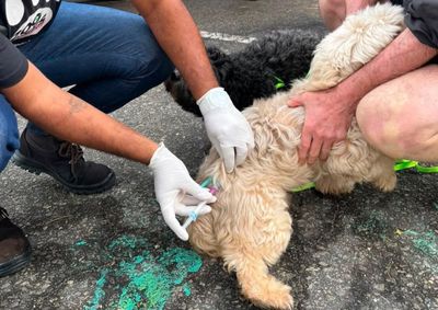 Atendimento para c&atilde;es e gatos ocorre das 8h &agrave;s 12h em 14 locais do munic&iacute;pio para conter o avan&ccedil;o da raiva e proteger a sa&uacute;de p&uacute;blica.