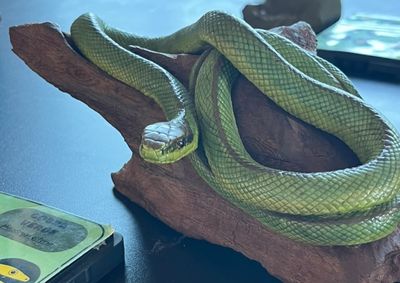 Projeto Ci&ecirc;ncia em Movimento re&uacute;ne atividades sobre animais pe&ccedil;onhentos e arboviroses no Polo Escola do Futuro at&eacute; sexta-feira.