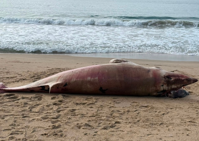 Animal foi localizado na faixa de areia e teve a carca&ccedil;a enterrada ap&oacute;s avalia&ccedil;&atilde;o t&eacute;cnica.
