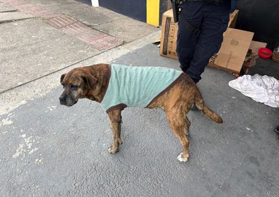 Animal foi encontrado com ferimentos na regi&atilde;o &iacute;ntima e recebeu atendimento veterin&aacute;rio ap&oacute;s resgate.