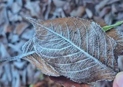 Massa de ar frio mant&eacute;m o tempo firme at&eacute; quinta-feira e provoca amanheceres gelados em todas as regi&otilde;es do estado.