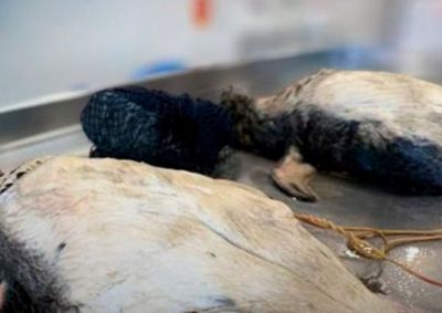 Animais estavam em avan&ccedil;ado estado de decomposi&ccedil;&atilde;o e caso ser&aacute; investigado como poss&iacute;vel crime ambiental.