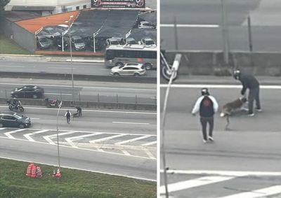 C&atilde;o de porte grande foi socorrido nas proximidades da balan&ccedil;a da marginal e encaminhado ao Daba; internautas buscam pela fam&iacute;lia do animal.