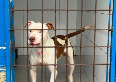 Pets adultos entregues castrados e vacinados e feiras mensais buscam incentivar a posse respons&aacute;vel no munic&iacute;pio.