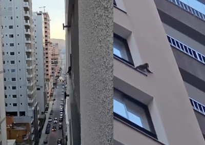 Animal corria risco de queda. Ap&oacute;s an&aacute;lise da documenta&ccedil;&atilde;o, equipes retornaram e realizaram a apreens&atilde;o do primata por ind&iacute;cios de irregularidades.