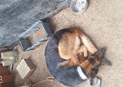 Animal estava preso por uma corda curta, sem acesso &agrave; &aacute;gua e alimenta&ccedil;&atilde;o e apresentava sinais de extrema magreza no Alto S&atilde;o Bento.