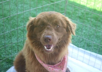 Porto Belo realiza at&eacute; 31 de agosto cadastro itinerante para castra&ccedil;&atilde;o de c&atilde;es e gatos na Vila Nova e Balne&aacute;rio Perequ&ecirc;.