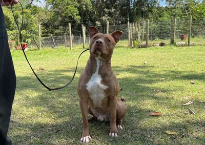 Quatro animais est&atilde;o dispon&iacute;veis para ado&ccedil;&atilde;o respons&aacute;vel ap&oacute;s passarem por processo de adestramento e recupera&ccedil;&atilde;o comportamental.