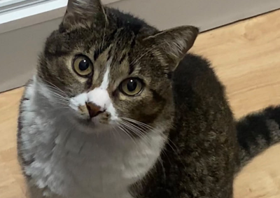 Gata fugiu na madrugada de sexta-feira para s&aacute;bado e &eacute; descrita como muito medrosa; tutora pede ajuda para localizar o animal.