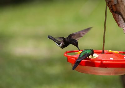 Evento re&uacute;ne observa&ccedil;&atilde;o de aves, palestras, oficinas e passarinhada em alto-mar entre os dias 31 de outubro e 2 de novembro em Itapema.