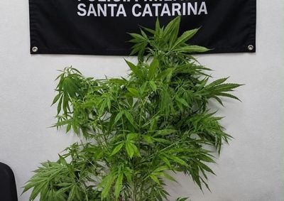 Ocorr&ecirc;ncia foi registrada na noite desta ter&ccedil;a-feira ap&oacute;s den&uacute;ncias de moradores sobre o cultivo vis&iacute;vel da rua.