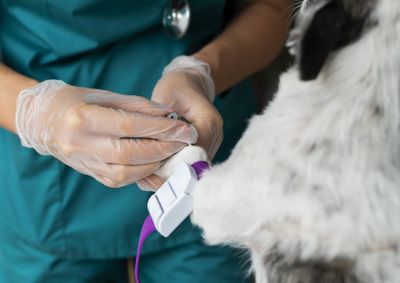 A ideia &eacute; credenciar parceiros para complementar os servi&ccedil;os j&aacute; oferecidos, garantindo mais agilidade e capacidade de atendimento &agrave; causa animal
