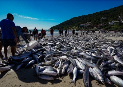 Nova portaria federal altera regras da safra de 2026 e garante a continuidade do arrasto de praia para pescadores locais.