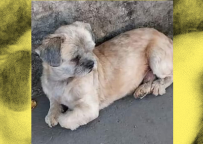 Segundo informa&ccedil;&otilde;es dos donos, o cachorro teria desaparecido no s&aacute;bado (13) na Vila Rondon em Jacarezinho
