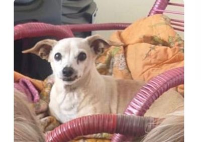 Segundo informa&ccedil;&otilde;es dos donos, o cachorro teria desaparecido no domingo (04) na bairro Pomp&eacute;ia II em Jacarezinho