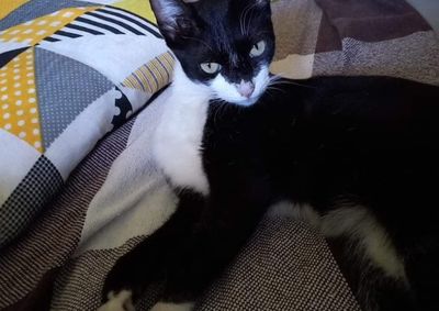 Segundo informa&ccedil;&otilde;es dos donos a gatinha est&aacute; desaparecida desde sexta-feira, dia 22.