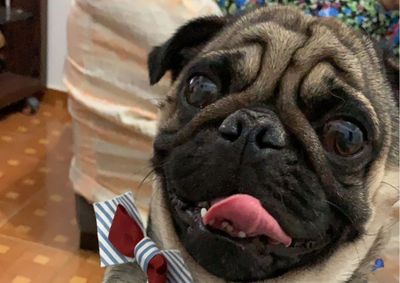 Segundo informa&ccedil;&otilde;es da dona, o cachorro teria desaparecido na sexta a noite (2) no Centro em Jacarezinho