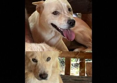C&atilde;es desapareceram no bairro; fam&iacute;lia busca ajuda para ach&aacute;-los.
