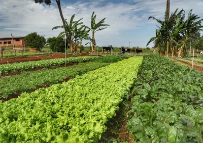 ​Regi&atilde;o foi a primeira a ter dados analisados em estudo que basear&aacute; o censo estadual. Pesquisa revela que 66% dos agricultores focam na sa&uacute;de familiar.