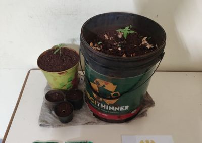 Equipe da Pol&iacute;cia Militar localizou cinco vasos de cannabis e por&ccedil;&otilde;es da droga ap&oacute;s den&uacute;ncia an&ocirc;nima de movimenta&ccedil;&atilde;o de usu&aacute;rios.