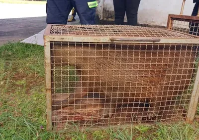 Animal silvestre foi removido em seguran&ccedil;a em Cambar&aacute; e solto em seu habitat natural.