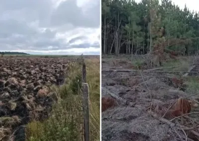Destrui&ccedil;&atilde;o de vegeta&ccedil;&atilde;o nativa ocorreu em &Aacute;rea de Prote&ccedil;&atilde;o Ambiental; autuado ter&aacute; de recuperar o dano.