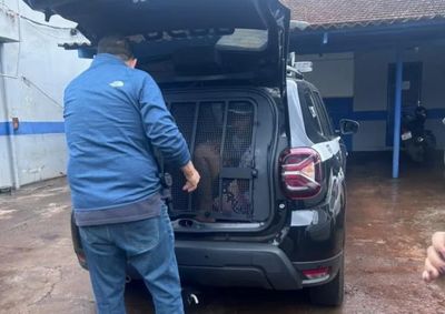 ​Condenado a mais de duas d&eacute;cadas de pris&atilde;o por roubos e furtos havia fugido de abordagem na v&eacute;spera