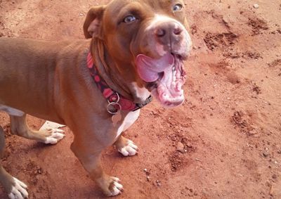 Crian&ccedil;a, de 1 ano e 7 meses, est&aacute; sofrendo pela aus&ecirc;ncia do animal, que desapareceu na &uacute;ltima quarta-feira (2).