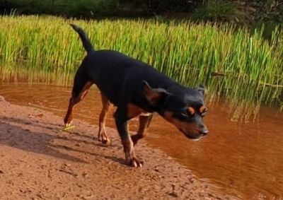 Laika est&aacute; desaparecida desde o dia 8 de mar&ccedil;o, em uma estrada entre Loanda e Santa Isabel do Iva&iacute;.