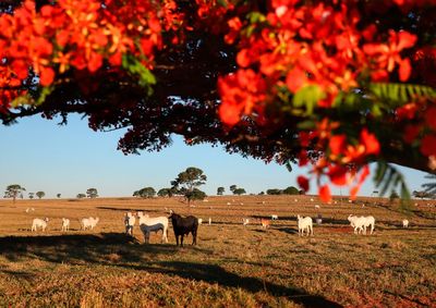 Atualiza&ccedil;&atilde;o &eacute; obrigat&oacute;ria para todos os produtores rurais com animais de produ&ccedil;&atilde;o, e quem n&atilde;o fizer fica impedido de emitir a Guia de Tr&acirc;nsito Animal (GTA)