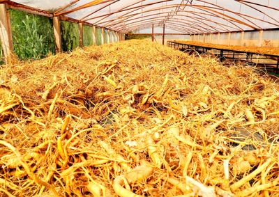 A certifica&ccedil;&atilde;o reconhece a origem e a qualidade da planta medicinal e garante exclusividade de uso do nome aos produtores.