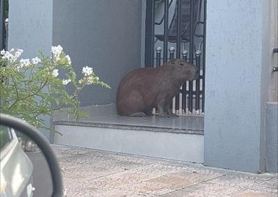 Os bombeiros foram acionados para resgatar o animal ap&oacute;s ele ser visto correndo pelas cal&ccedil;adas e atravessando a rua.