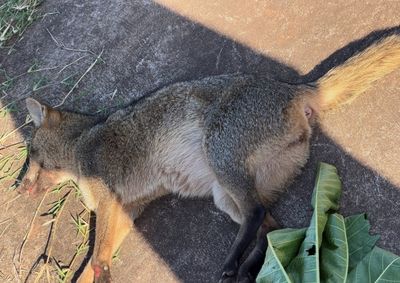 Animal foi encontrado ferido &agrave;s margens da rodovia na manh&atilde; desta quinta-feira (16).