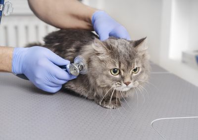 Entre as oportunidades, h&aacute; para estudantes de medicina veterin&aacute;ria, al&eacute;m de outras &aacute;reas de forma&ccedil;&atilde;o.