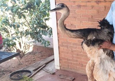 O animal foi encontrado sem uma das pernas.